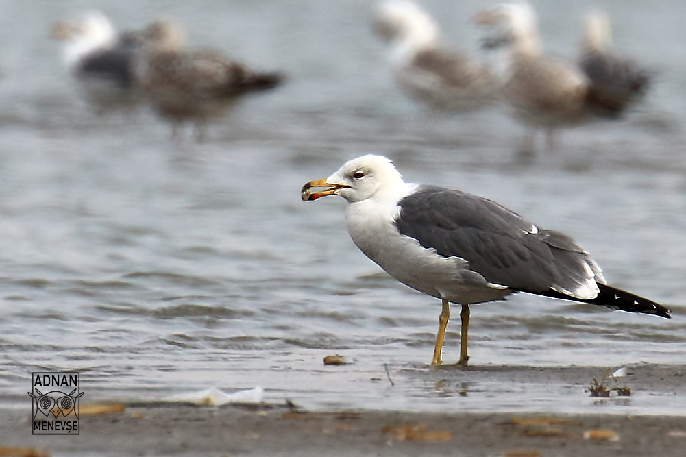 Caspian Gull